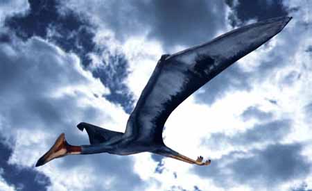 largest flying animal